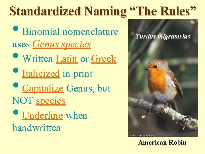 Standardized Naming “The Rules” • Binomial nomenclature uses Genus species • Written Latin or