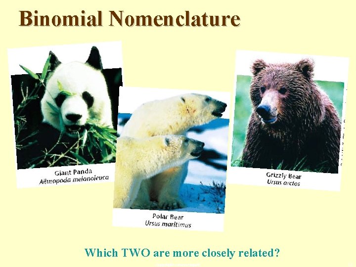 Binomial Nomenclature Which TWO are more closely related? copyright cmassengale 12 