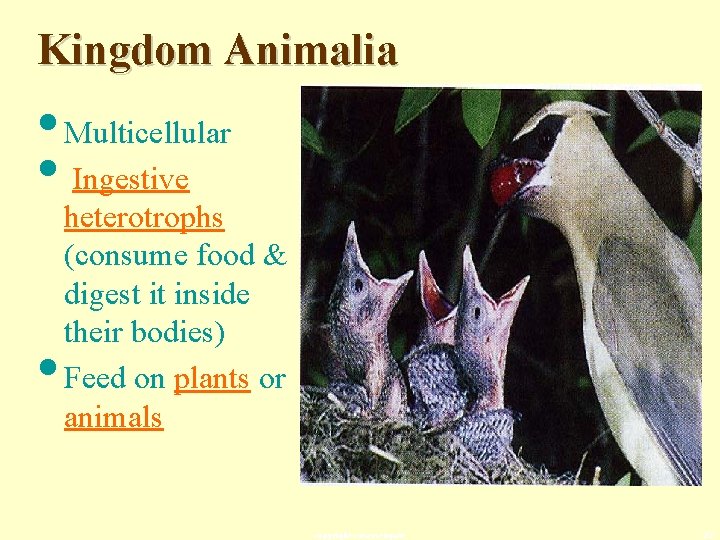 Kingdom Animalia • Multicellular • Ingestive • heterotrophs (consume food & digest it inside