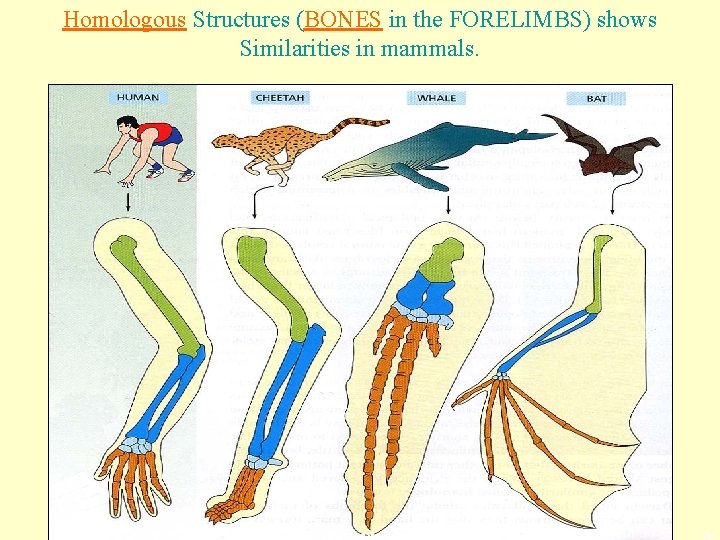 Homologous Structures (BONES in the FORELIMBS) shows Similarities in mammals. copyright cmassengale 26 
