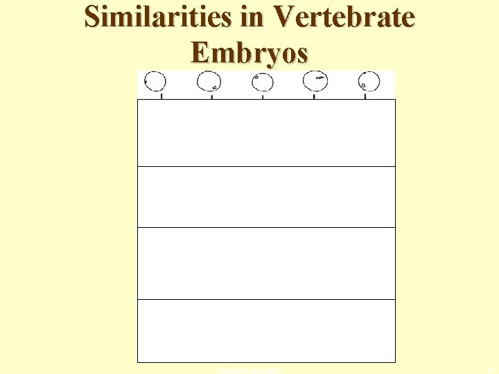 Similarities in Vertebrate Embryos copyright cmassengale 27 