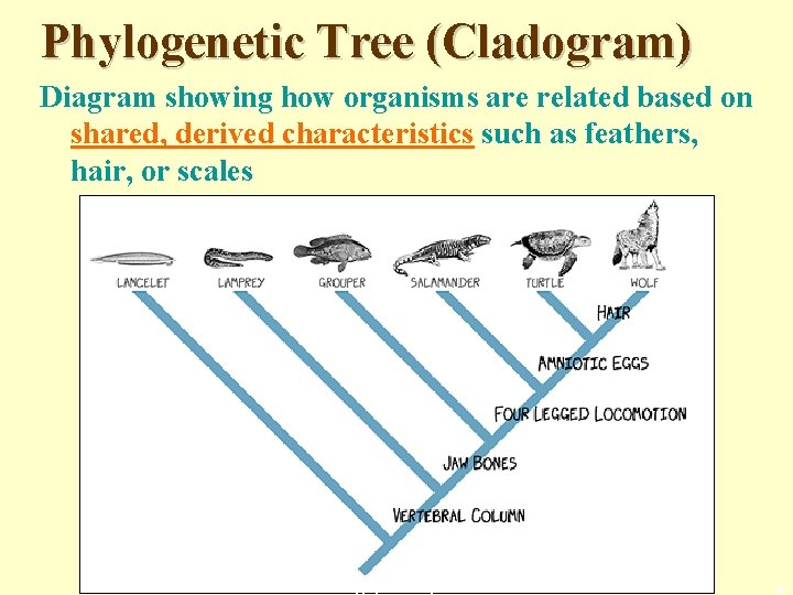 Phylogenetic Tree (Cladogram) Diagram showing how organisms are related based on shared, derived characteristics