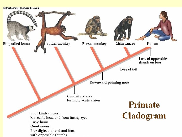 Primate Cladogram copyright cmassengale 29 