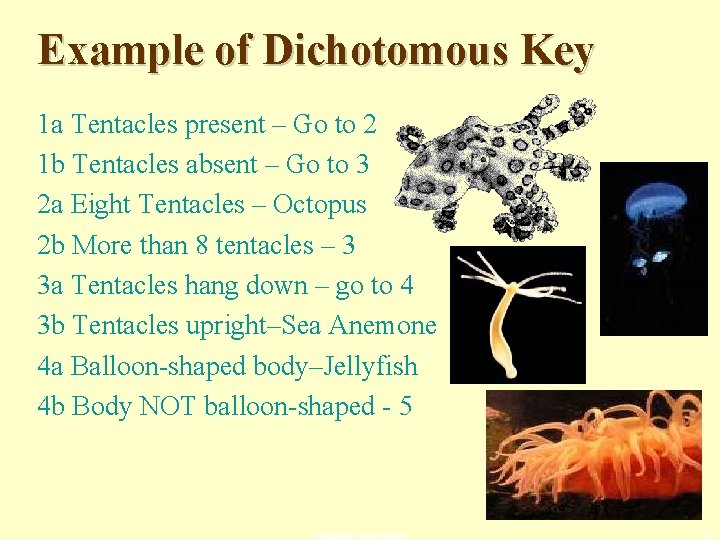 Example of Dichotomous Key 1 a Tentacles present – Go to 2 1 b
