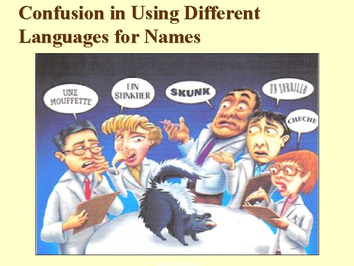 Confusion in Using Different Languages for Names copyright cmassengale 5 