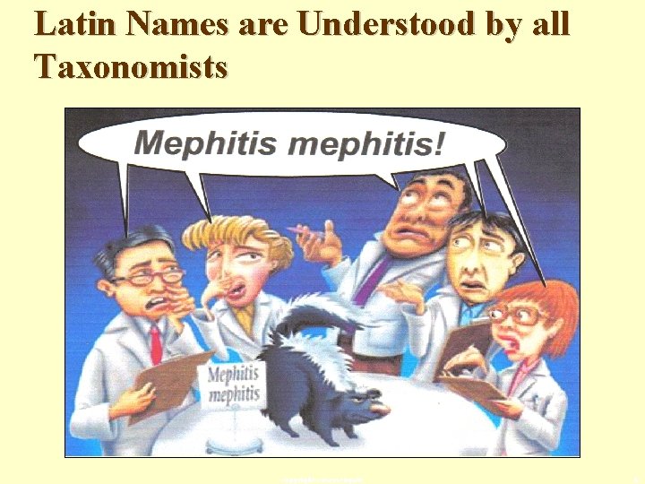 Latin Names are Understood by all Taxonomists copyright cmassengale 6 