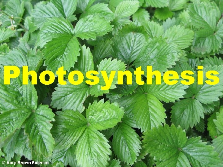 Photosynthesis © Amy Brown Science 