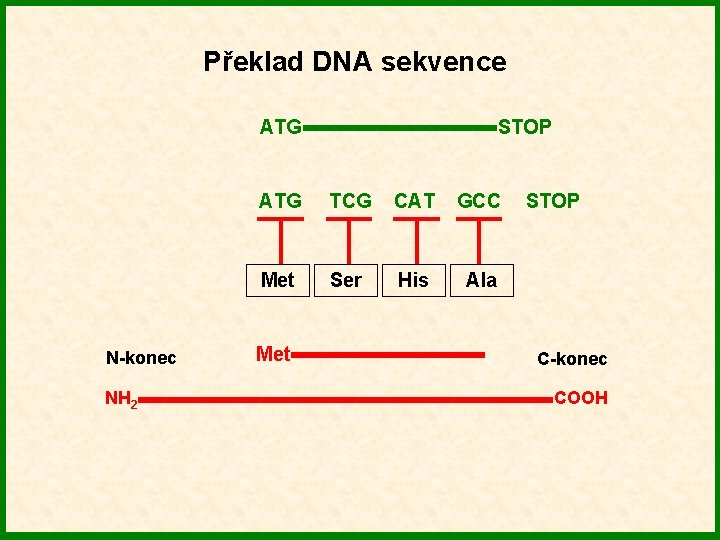 Překlad DNA sekvence ATG N-konec NH 2 STOP ATG TCG CAT GCC Met Ser