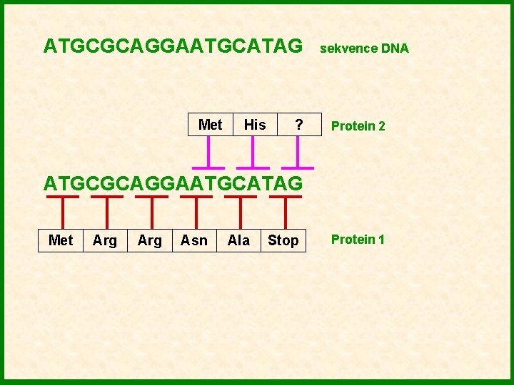 ATGCGCAGGAATGCATAG Met His ? sekvence DNA Protein 2 ATGCGCAGGAATGCATAG Met Arg Asn Ala Stop