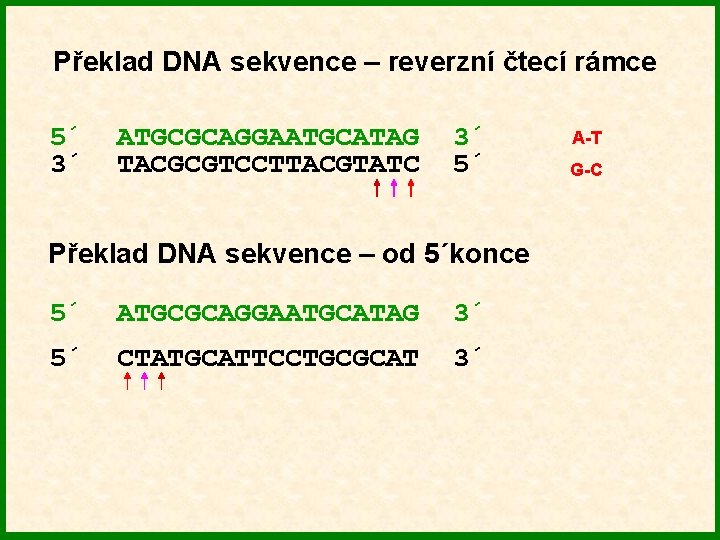 Překlad DNA sekvence – reverzní čtecí rámce 5´ 3´ ATGCGCAGGAATGCATAG TACGCGTCCTTACGTATC 3´ 5´ Překlad