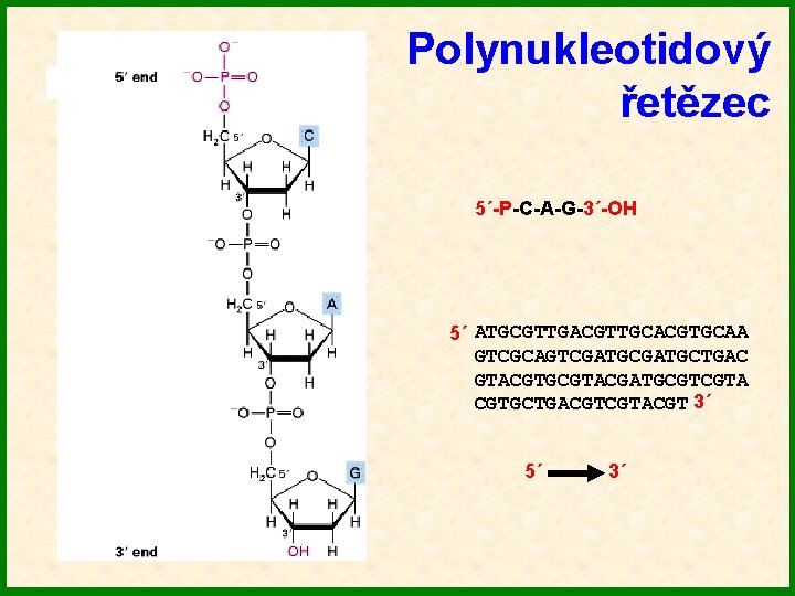 Polynukleotidový řetězec 5´-P-C-A-G-3´-OH 5´ ATGCGTTGACGTTGCACGTGCAA GTCGCAGTCGATGCTGAC GTACGTGCGTACGATGCGTCGTA CGTGCTGACGTCGTACGT 3´ 5´ 3´ 