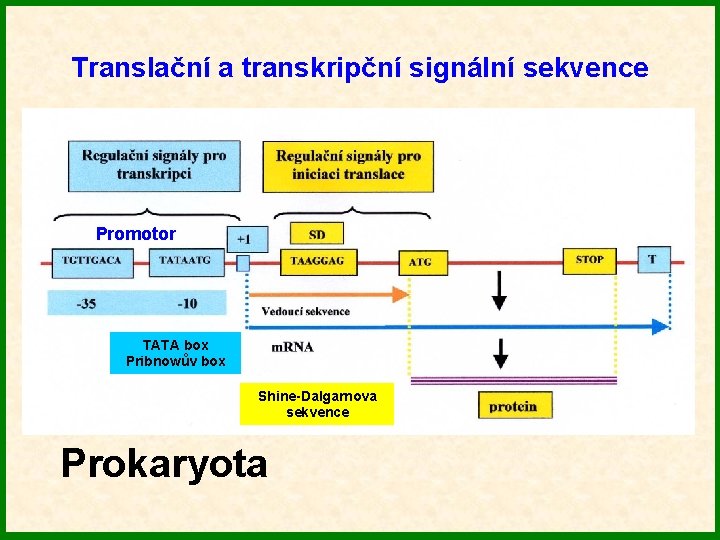 Translační a transkripční signální sekvence Promotor TATA box Pribnowův box Shine-Dalgarnova sekvence Prokaryota 