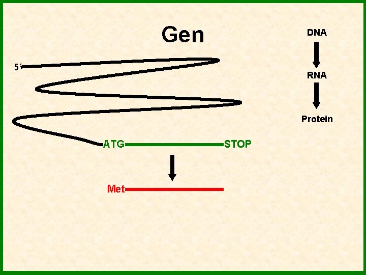 Gen DNA 5´ RNA Protein ATG Met STOP 