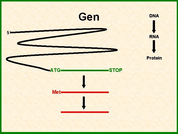 Gen DNA 5´ RNA Protein ATG Met STOP 