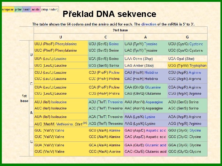 Překlad DNA sekvence 