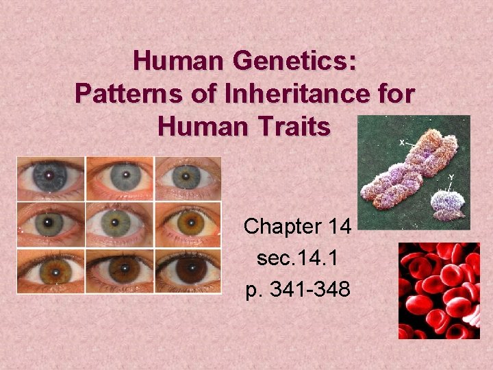 Human Genetics: Patterns of Inheritance for Human Traits Chapter 14 sec. 14. 1 p.