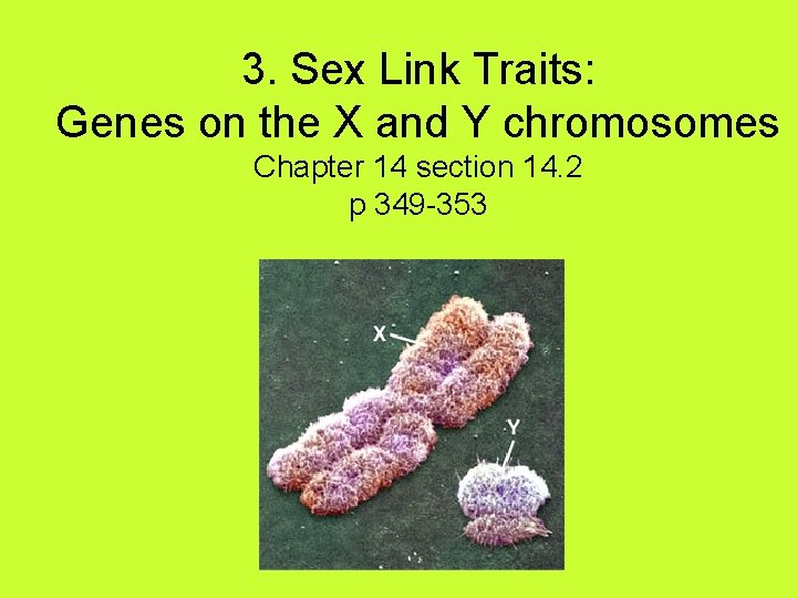 3. Sex Link Traits: Genes on the X and Y chromosomes Chapter 14 section