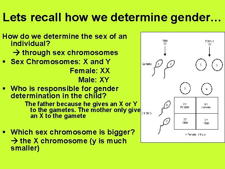 Lets recall how we determine gender… How do we determine the sex of an