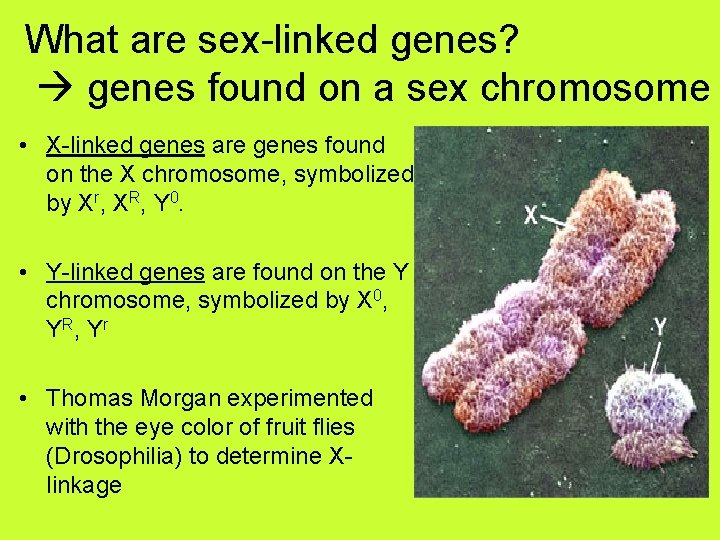 What are sex-linked genes? genes found on a sex chromosome • X-linked genes are