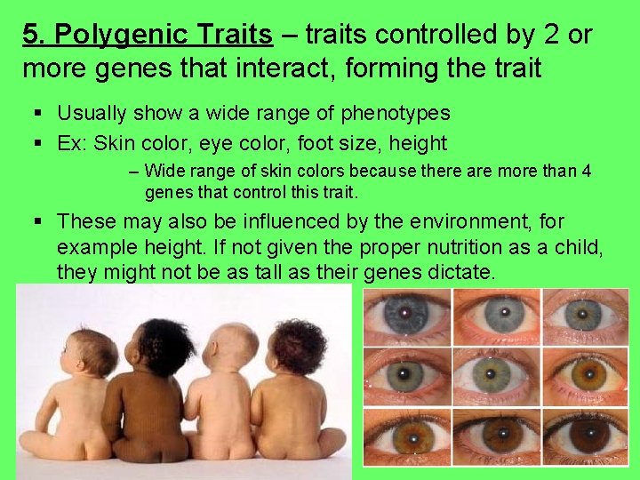 5. Polygenic Traits – traits controlled by 2 or more genes that interact, forming