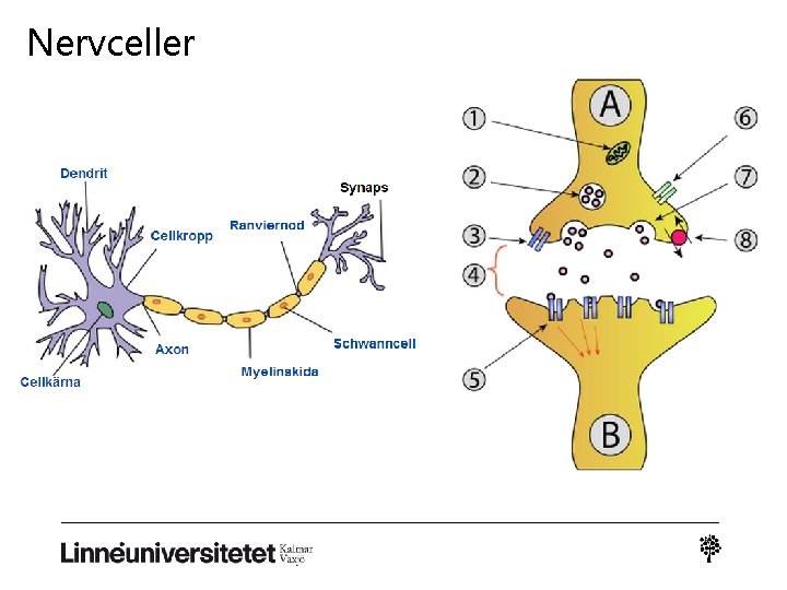 Nervceller 