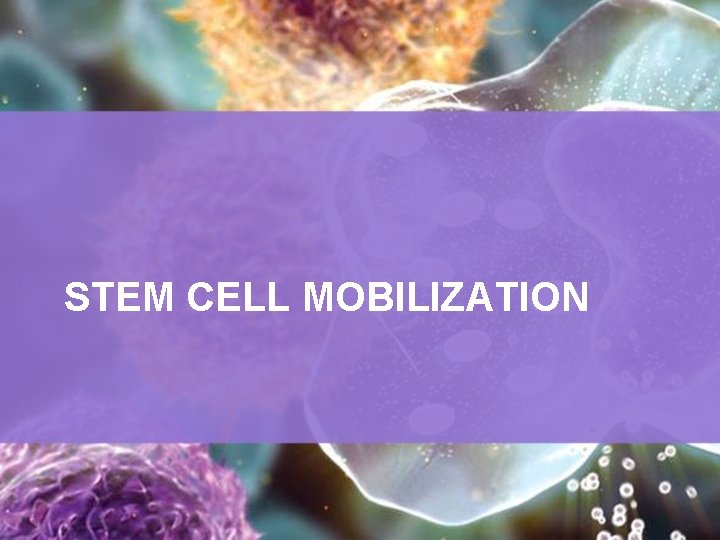 STEM CELL MOBILIZATION 