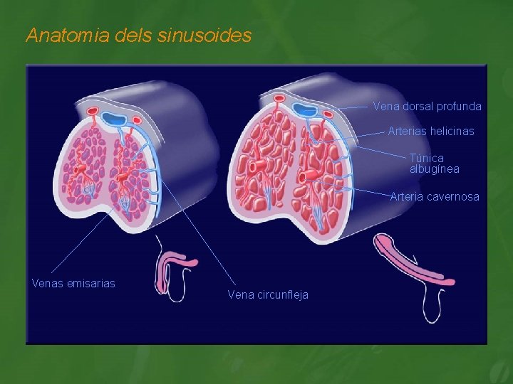 Anatomia dels sinusoides Vena dorsal profunda Arterias helicinas Túnica albugínea Arteria cavernosa Venas emisarias