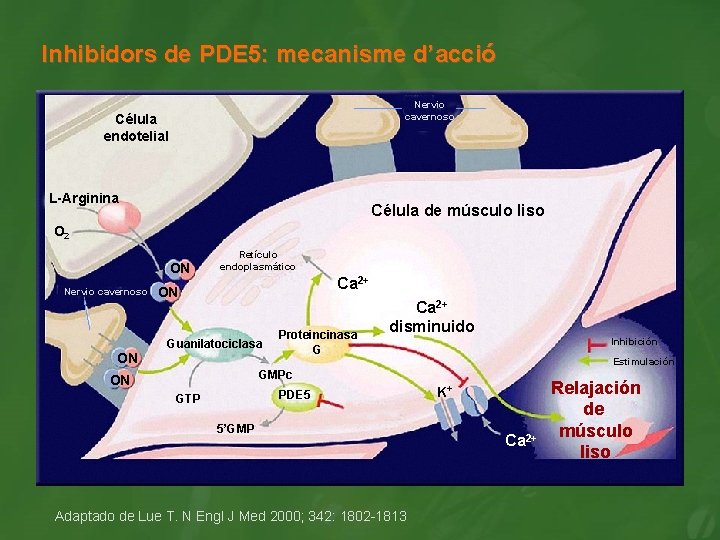 Inhibidors de PDE 5: mecanisme d’acció Nervio cavernoso Célula endotelial L-Arginina Célula de músculo