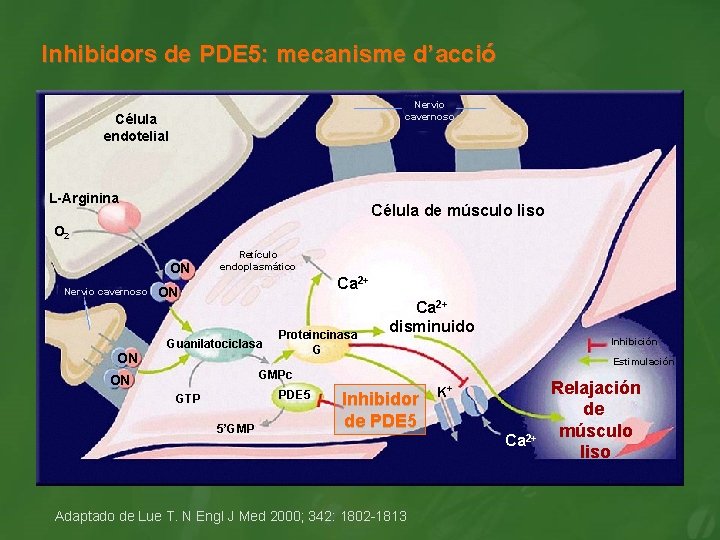 Inhibidors de PDE 5: mecanisme d’acció Nervio cavernoso Célula endotelial L-Arginina Célula de músculo