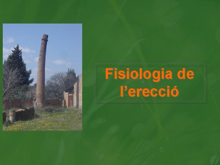 Fisiologia de l’erecció 