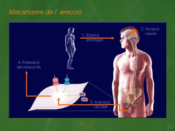 Mecanisme de l’ erecció 1. Estímul erectògen 4. Relaxació del múscul llis GMPc 3.