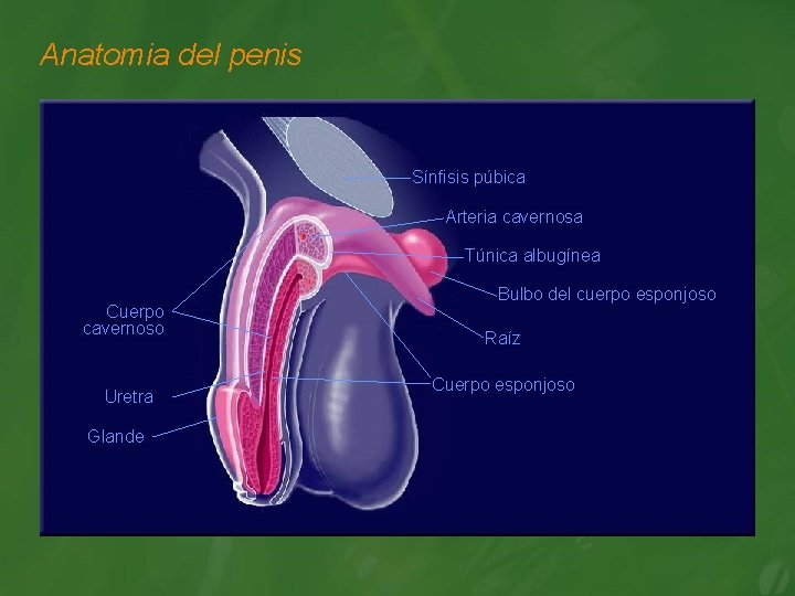 Anatomia del penis Sínfisis púbica Arteria cavernosa Túnica albugínea Cuerpo cavernoso Uretra Glande Bulbo