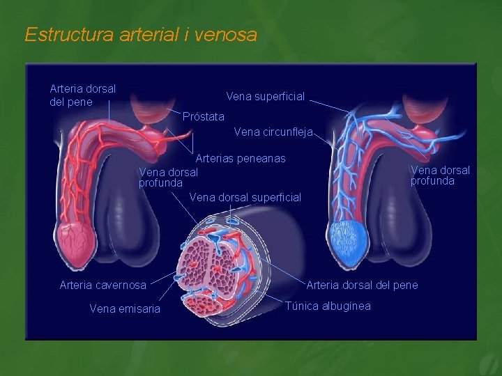 Estructura arterial i venosa Arteria dorsal del pene Vena superficial Próstata Vena circunfleja Arterias