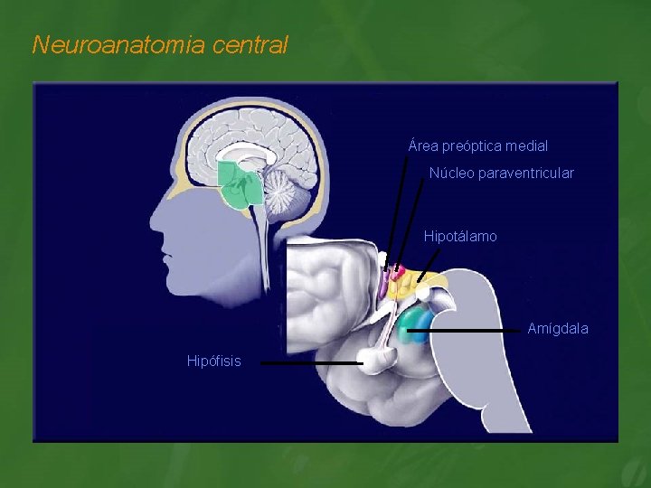 Neuroanatomia central Área preóptica medial Núcleo paraventricular Hipotálamo Amígdala Hipófisis 