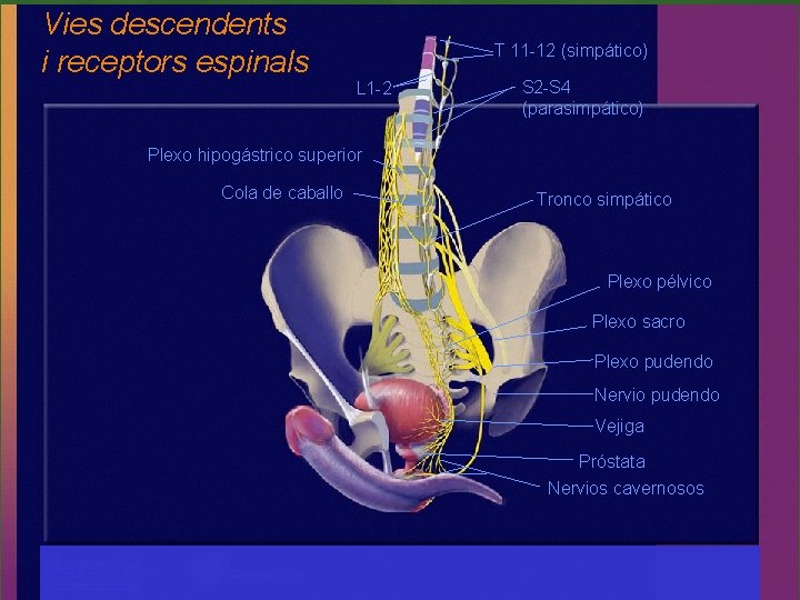 Vies descendents i receptors espinals T 11 -12 (simpático) L 1 -2 S 2