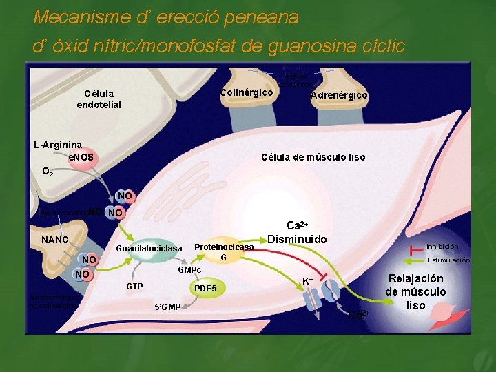 Mecanisme d’ erecció peneana d’ òxid nítric/monofosfat de guanosina cíclic Colinérgico Célula endotelial L-Arginina