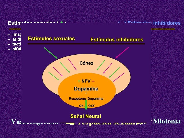 Estímulos sexuales ( + ) – – imagenes eróticas audiovisuales tactiles olfatorios ( -