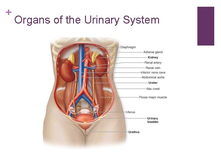 + Organs of the Urinary System 