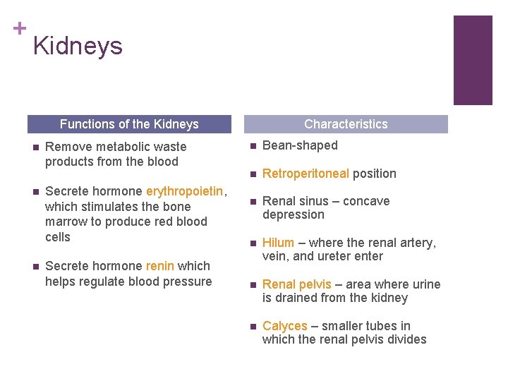 + Kidneys Functions of the Kidneys n n n Remove metabolic waste products from