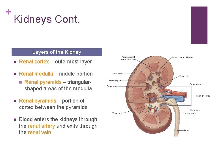 + Kidneys Cont. Layers of the Kidney n Renal cortex – outermost layer n