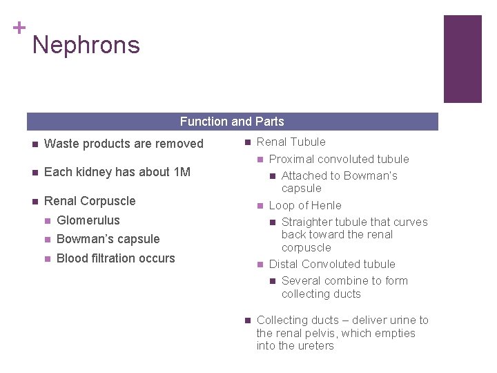 + Nephrons Function and Parts n Waste products are removed n Each kidney has