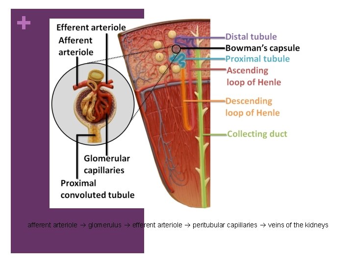 + afferent arteriole glomerulus efferent arteriole peritubular capillaries veins of the kidneys 