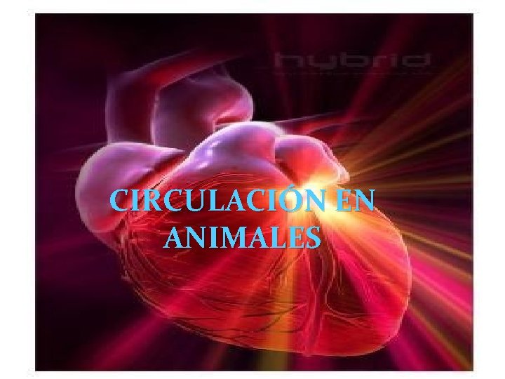 CIRCULACIÓN EN ANIMALES 