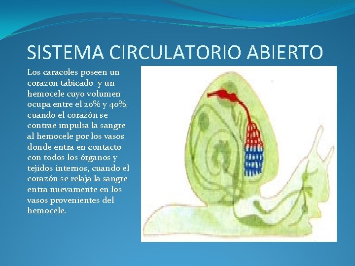 SISTEMA CIRCULATORIO ABIERTO Los caracoles poseen un corazón tabicado y un hemocele cuyo volumen