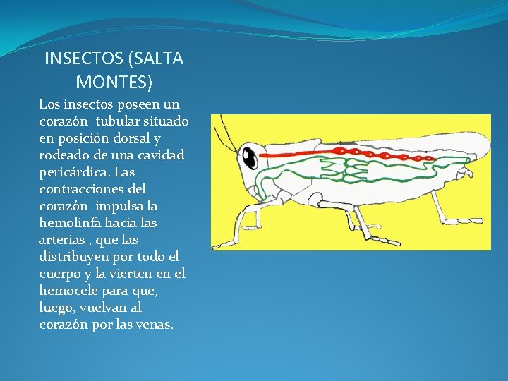 INSECTOS (SALTA MONTES) Los insectos poseen un corazón tubular situado en posición dorsal y