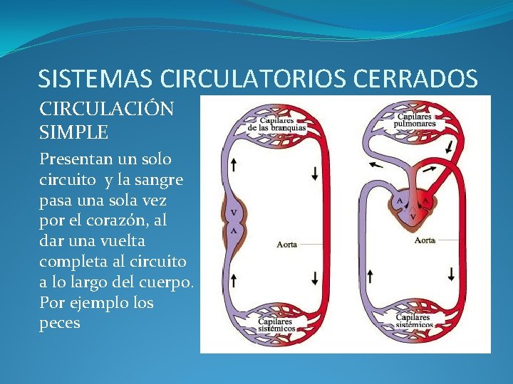 SISTEMAS CIRCULATORIOS CERRADOS CIRCULACIÓN SIMPLE Presentan un solo circuito y la sangre pasa una