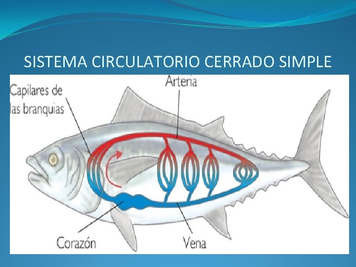 SISTEMA CIRCULATORIO CERRADO SIMPLE 