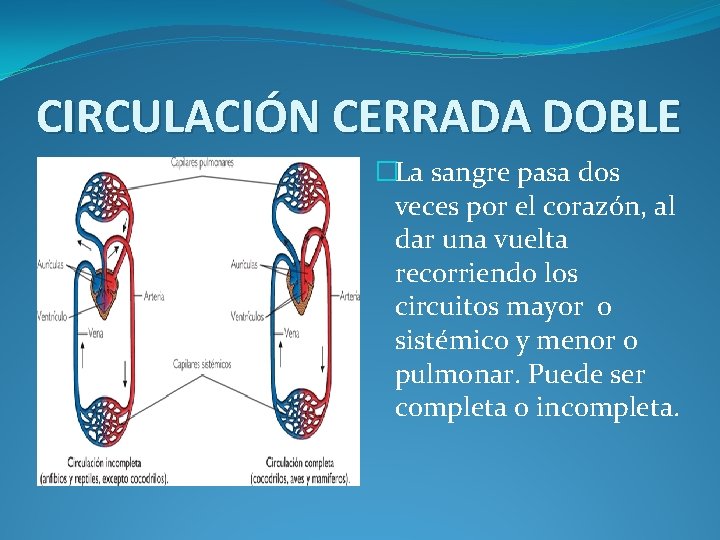 CIRCULACIÓN CERRADA DOBLE �La sangre pasa dos veces por el corazón, al dar una