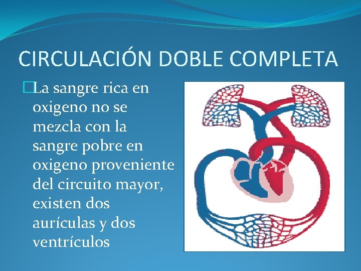 CIRCULACIÓN DOBLE COMPLETA �La sangre rica en oxigeno no se mezcla con la sangre