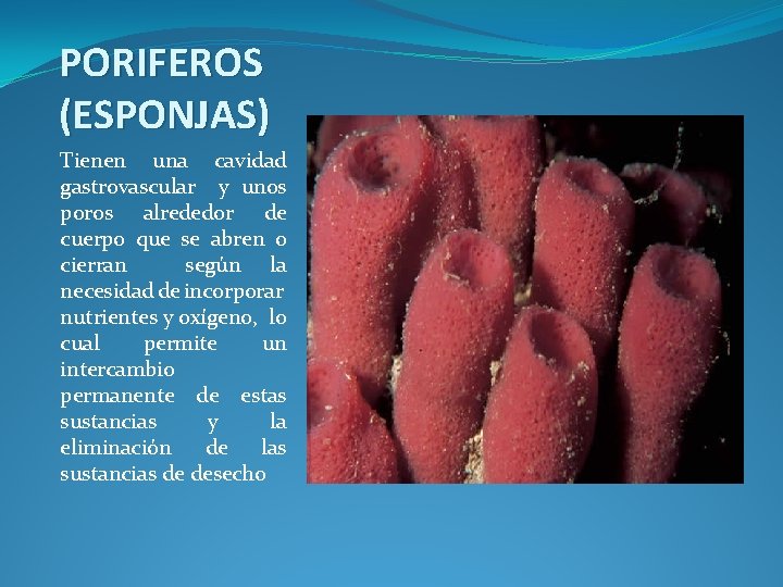 PORIFEROS (ESPONJAS) Tienen una cavidad gastrovascular y unos poros alrededor de cuerpo que se